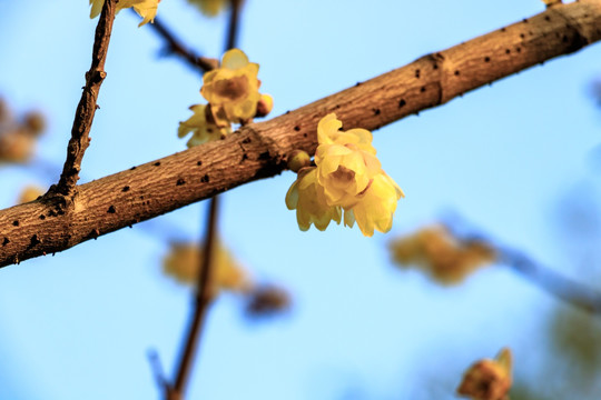 金梅花 蜡梅花 黄梅花 蜡梅