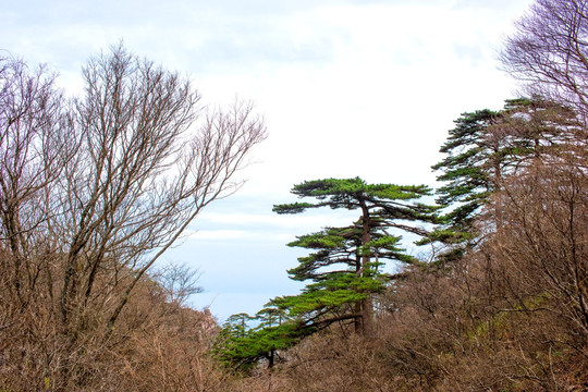 黄山松鼠