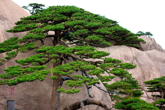 黄山迎客松