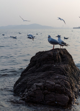 喂海鸥 栈桥海鸥