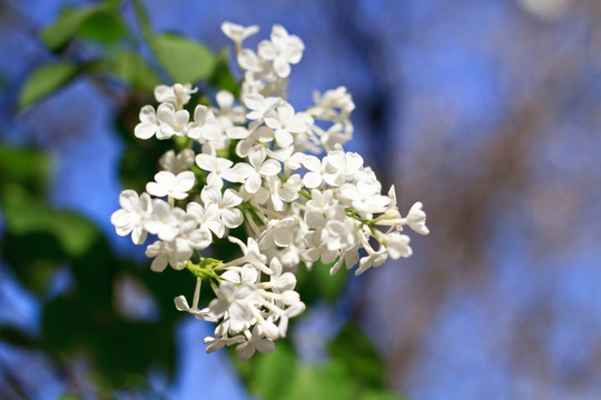 丁香花