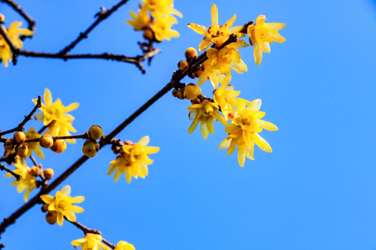 蜡梅腊梅 金梅花 腊梅花蜡梅花