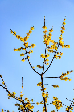 蜡梅腊梅 金梅花 腊梅花蜡梅花