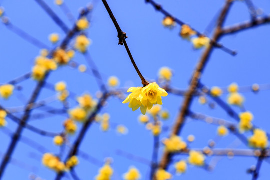 金梅花 梅花 蜡梅腊梅 腊梅花