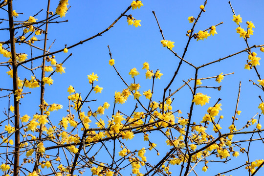 蜡梅腊梅 腊梅花蜡梅花 黄梅花