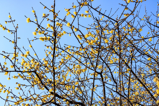 蜡梅腊梅 腊梅花蜡梅花 黄梅花