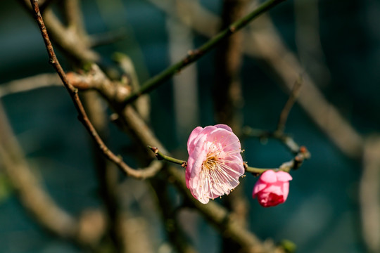 一朵梅花