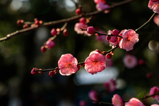 红梅 花卉 盛开 冬天 梅花