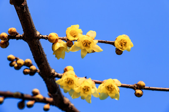 蜡梅花 腊梅花 黄梅花 金梅