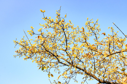 腊梅花 黄梅花 蜡梅花 金梅