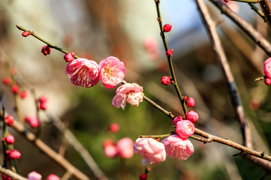 红梅花