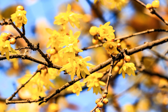 黄梅花 腊梅花 蜡梅花 金梅花