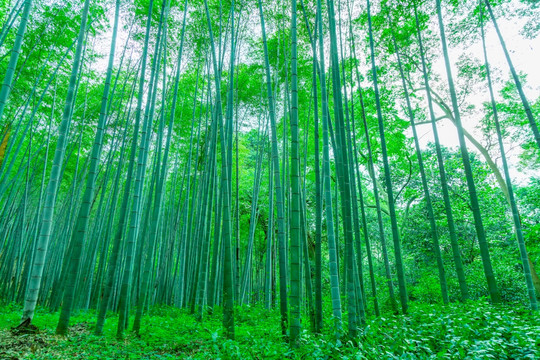 竹子竹林