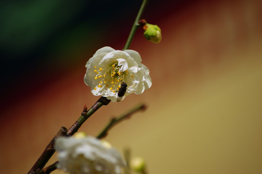 梅花