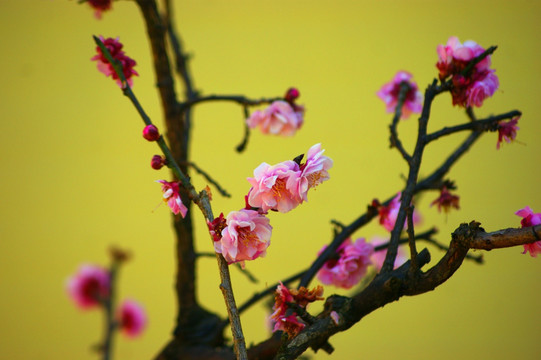 装饰梅花