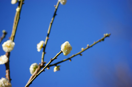 梅花