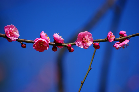 腊梅花