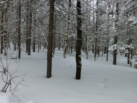 森林雪景