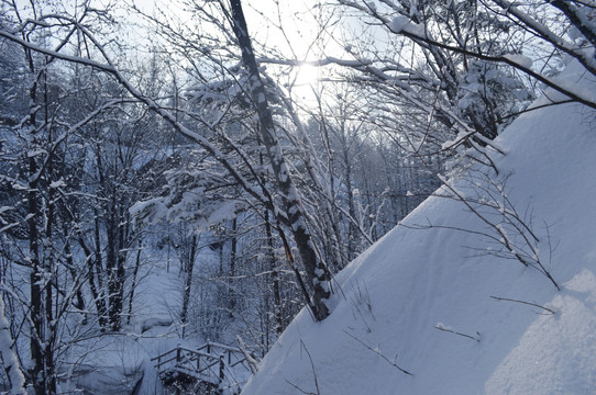 森林雪景