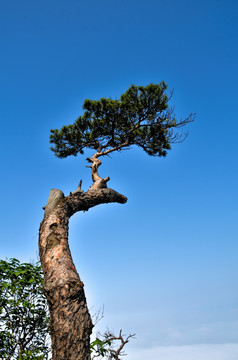 山顶一棵松树