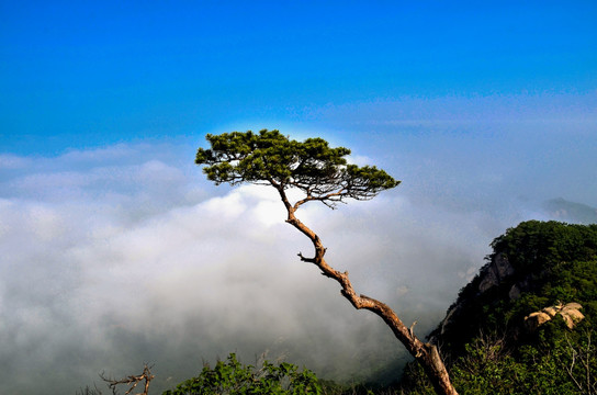 山顶一棵松