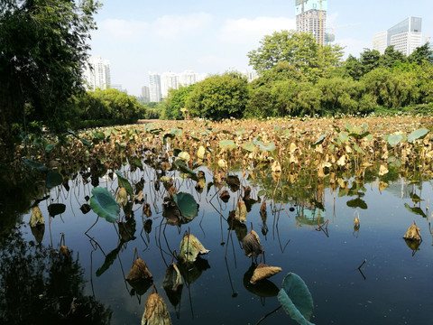 深圳罗湖洪湖公园