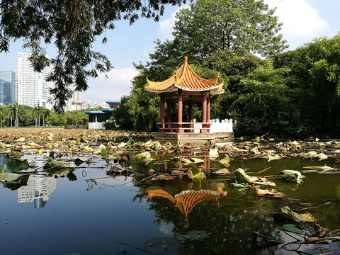 深圳洪湖公园风景