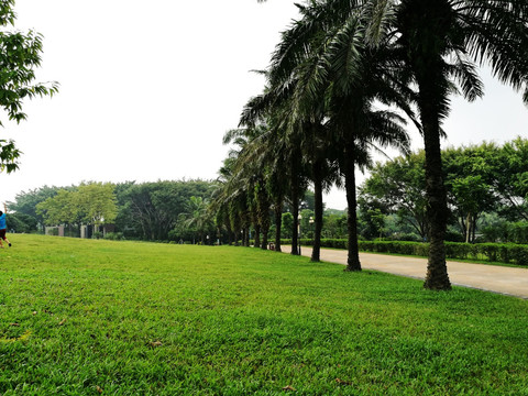 深圳中山公园草坪风景