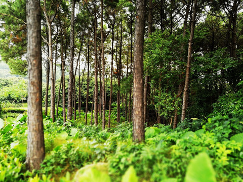 深圳中山公园树林