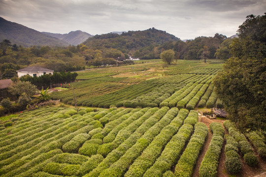 西湖龍井茶園