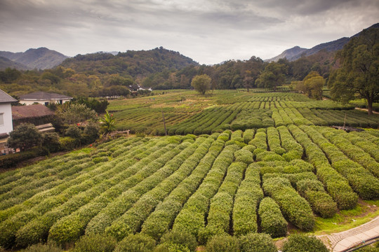 西湖龙井茶园