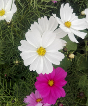 白花和紫花