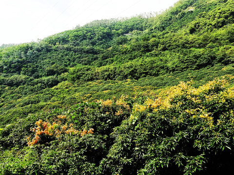 深圳南山塘朗山郊野公园森林风光