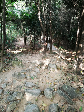 塘朗山郊野公园风景