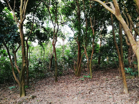 深圳塘朗山郊野公园风景