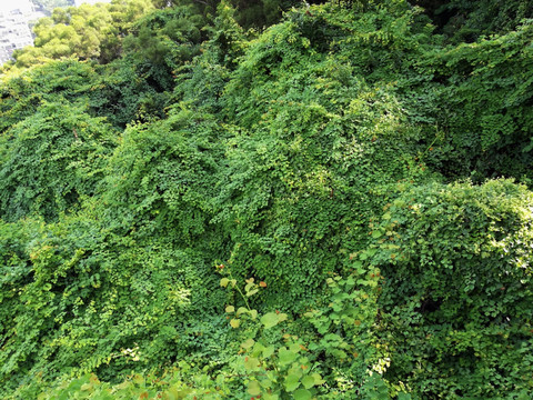 深圳笔架山公园青山