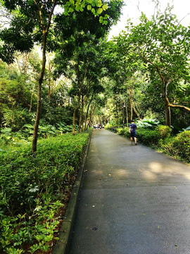 深圳笔架山公园道路