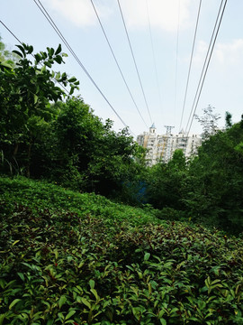 深圳笔架山公园风景