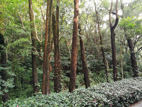 深圳笔架山森林公园风景