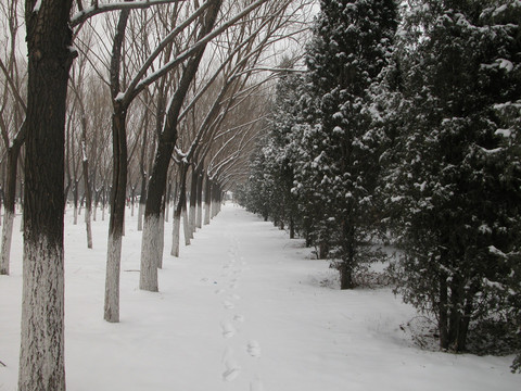 北京六郎庄松树林雪景印象