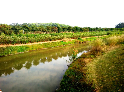 绿树湖岸