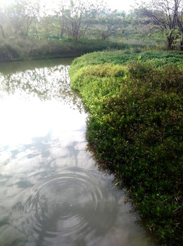 水边 水草