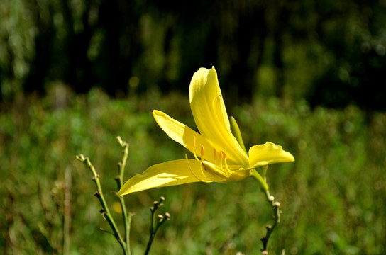 黄花