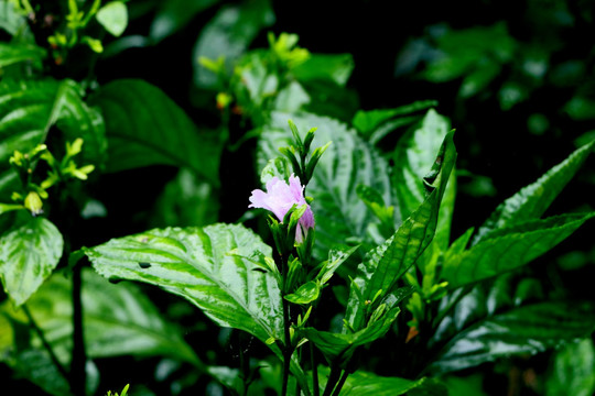 野生植物