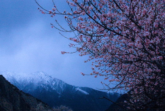 西藏雪山桃花