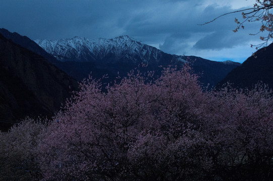 西藏雪山桃花