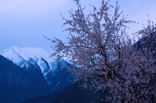 西藏雪山桃花