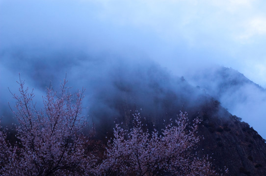 西藏雪山桃花