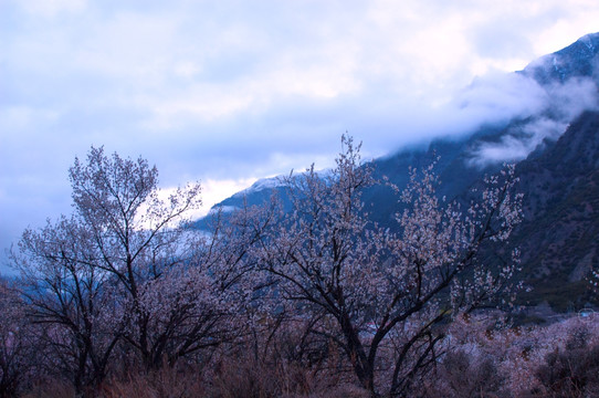 西藏雪山桃花