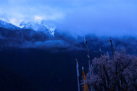 西藏雪山桃花